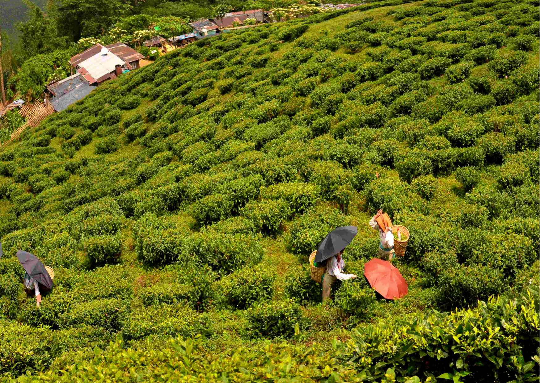 Best of Darjeeling (Guided Halfday Sightseeing Tour by Car) - Photo 8