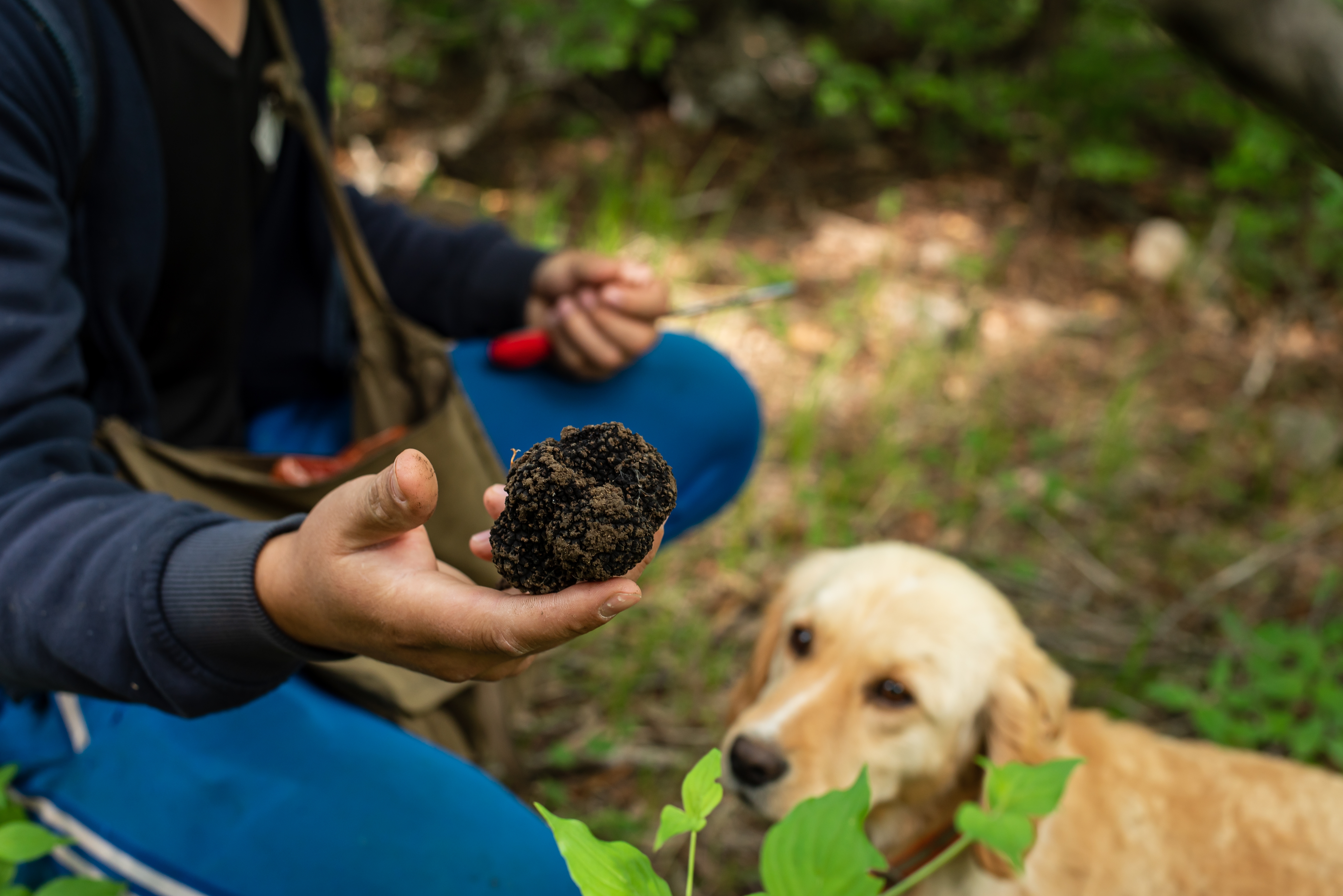 OT Truffle Hunting with Gourmet Truffle Lunch in a Winery of San Gimignano from Florence – Image 2 | WeShare