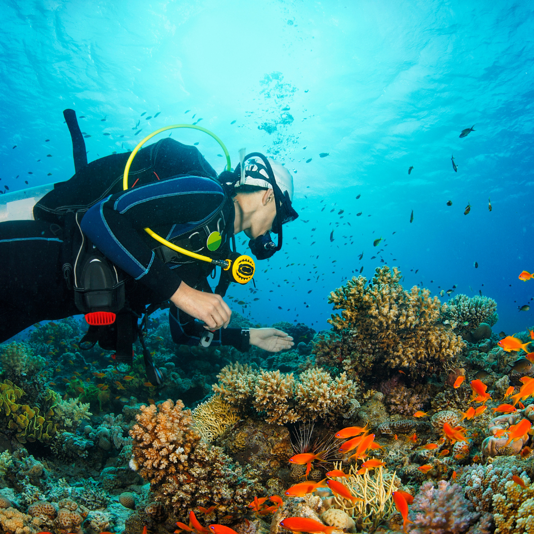 Curso PADI Rescue Diver (Incluye efr)