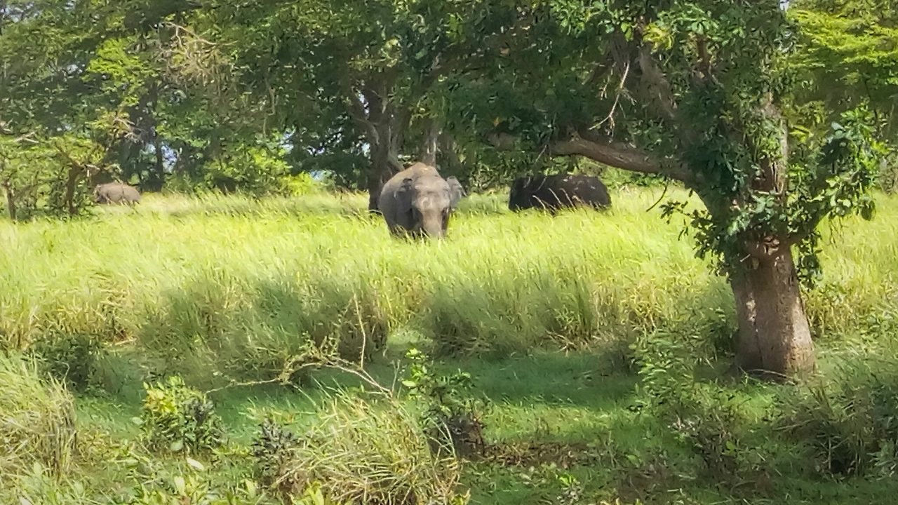 Kalawewa National Park Private Safari with Naturalist