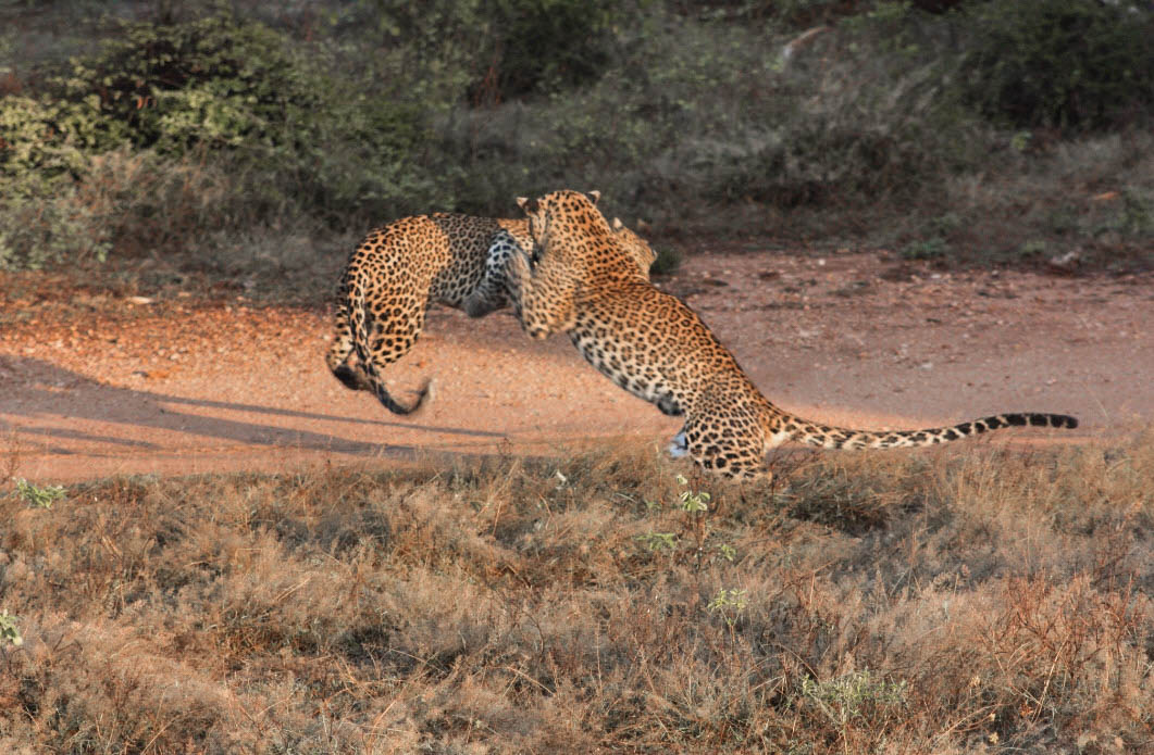 Lunugamvehera National Park Shared Safari