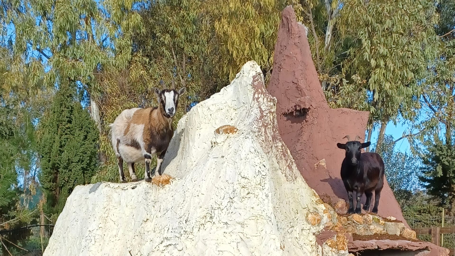 Sassari: visit to the Roman Castrum and the educational farm - Photo 15