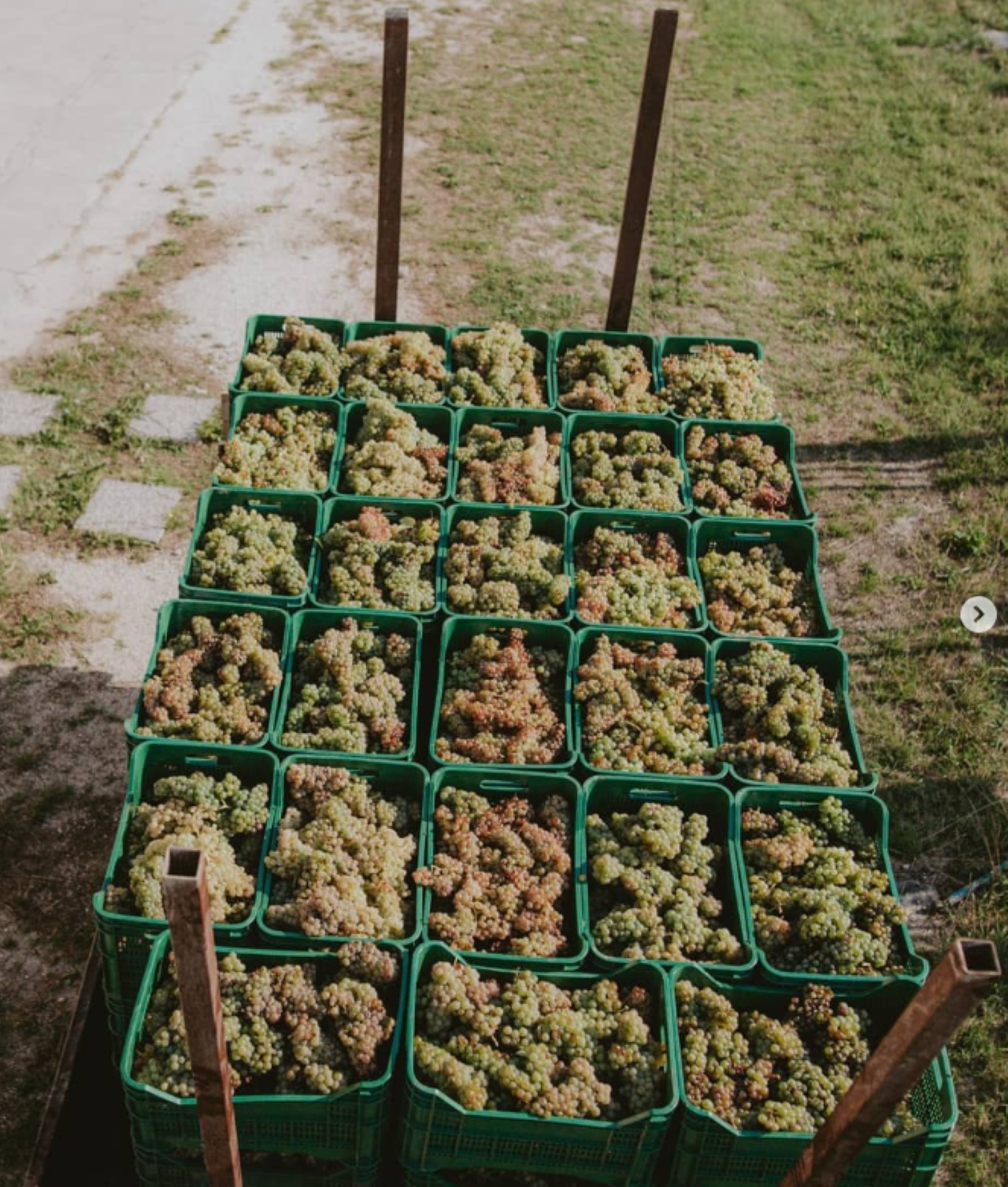 Marche Wines: Explore the Richness of Local Flavors - Photo 6