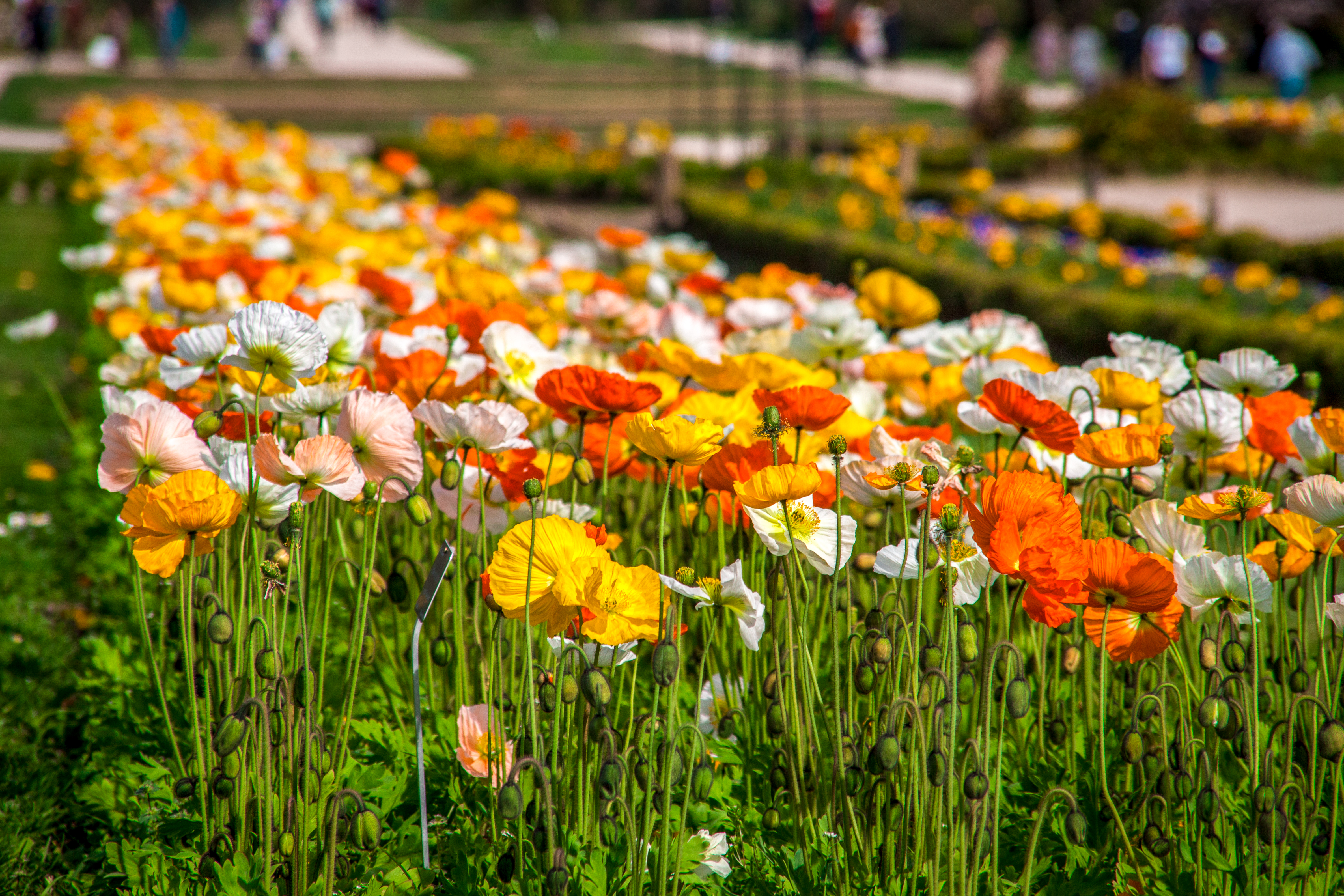 Stroll in the Jardin des Plantes (Botanical Garden) – Image 1 | WeShare