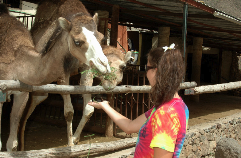 Camel Tour with food and pick-up from Barceló Margaritas