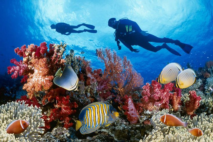 Diving trip at Shaab Samadai from Port Ghalib