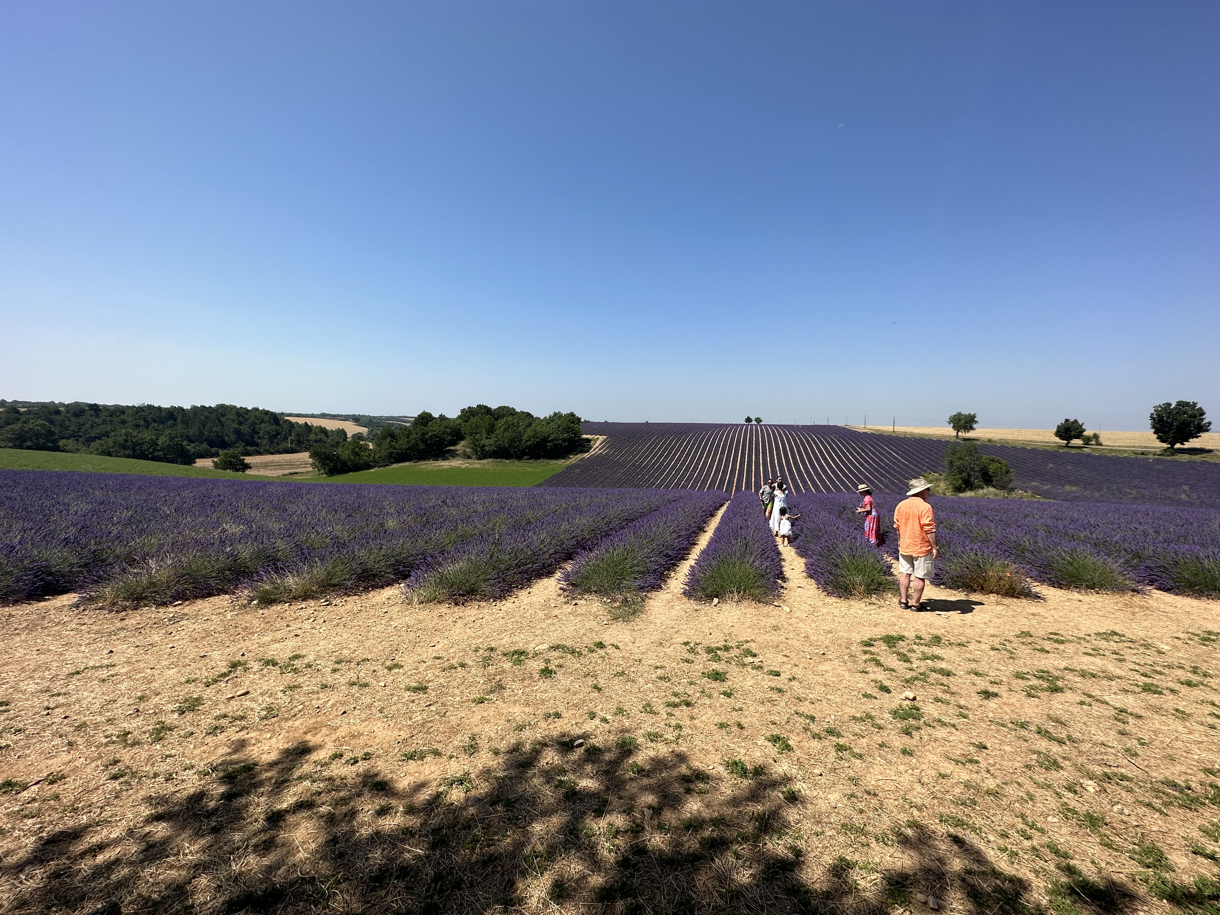 Lavender Private Day Trip - Photo 3