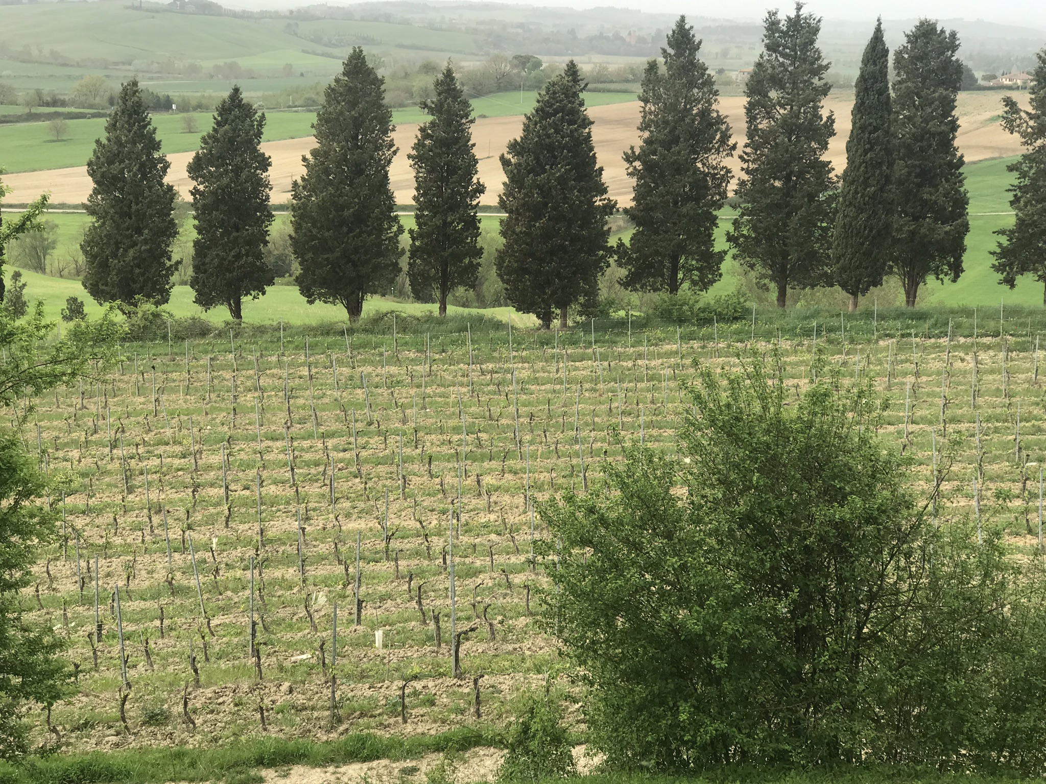 Val d’Orcia Wine Tour from Florence: Montalcino, Pienza & Brunello - Photo 24