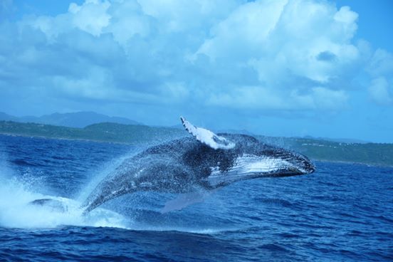 Avistamiento de ballenas + montaña redonda