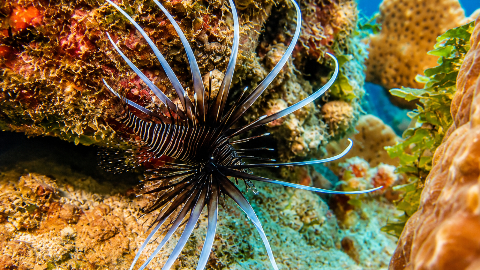 Scuba Diving at Catalina Island from Punta Cana – photo 4