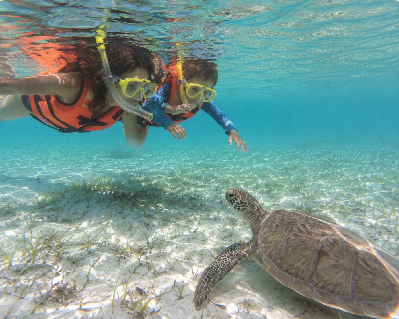 Akumal Bay Wildlife Rescue, Hidden Cenote & Swim with Turtles