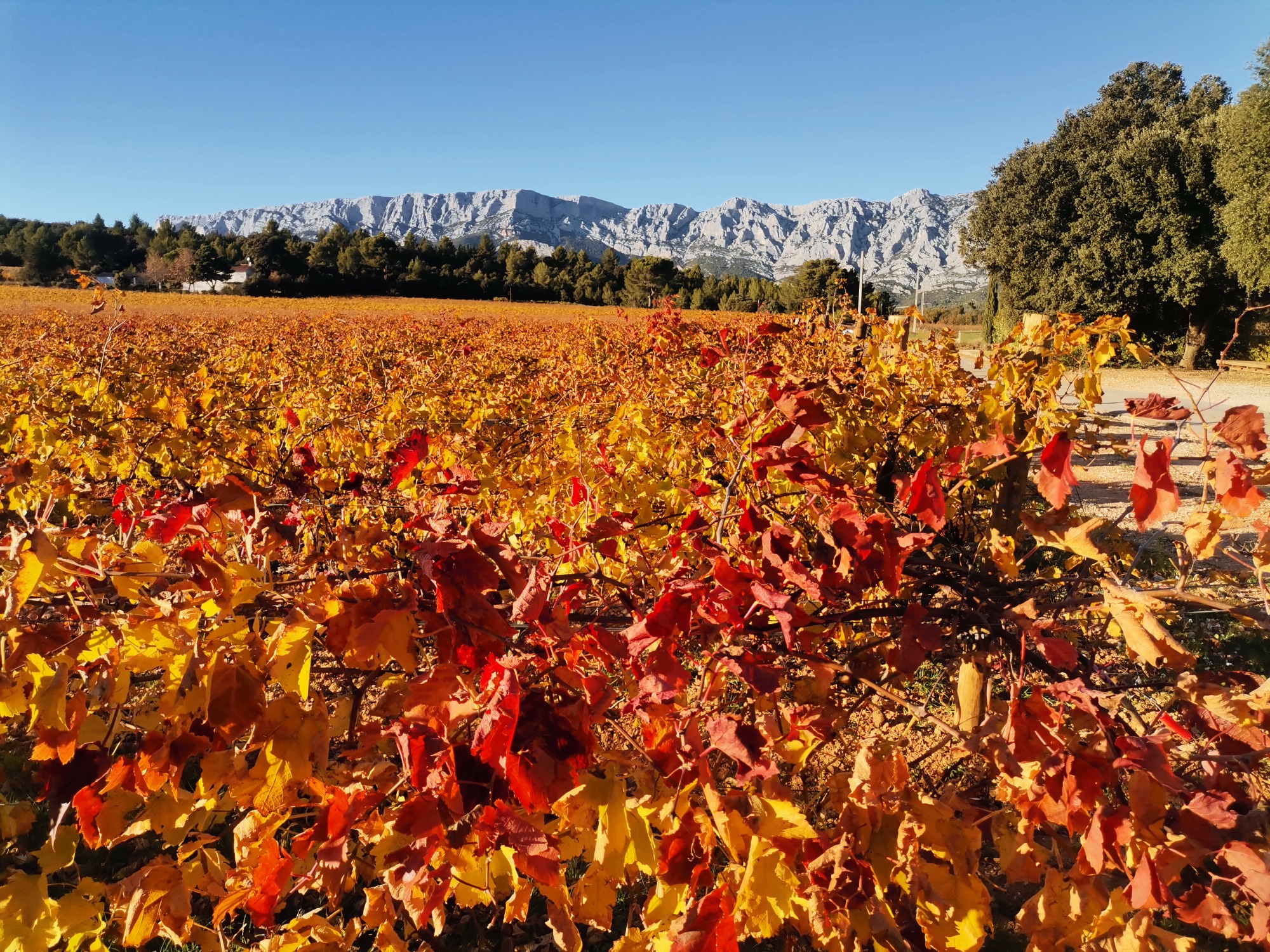 The vineyards of the Coteaux d'Aix-en-Provence and the Sainte-Victoire Mountain - Photo 16