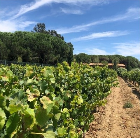 Wine tour in Saint tropez country side - AOP Côtes de provence – Image 1 | WeShare