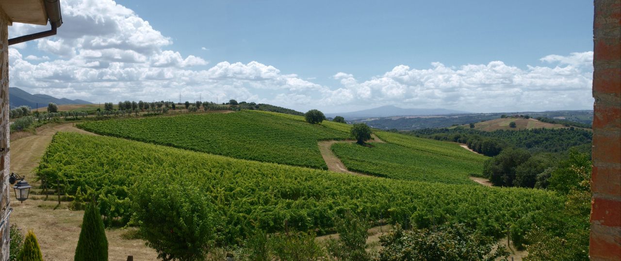 The Wines of Corbara: Exploring the Flavors of Umbria - Photo 9
