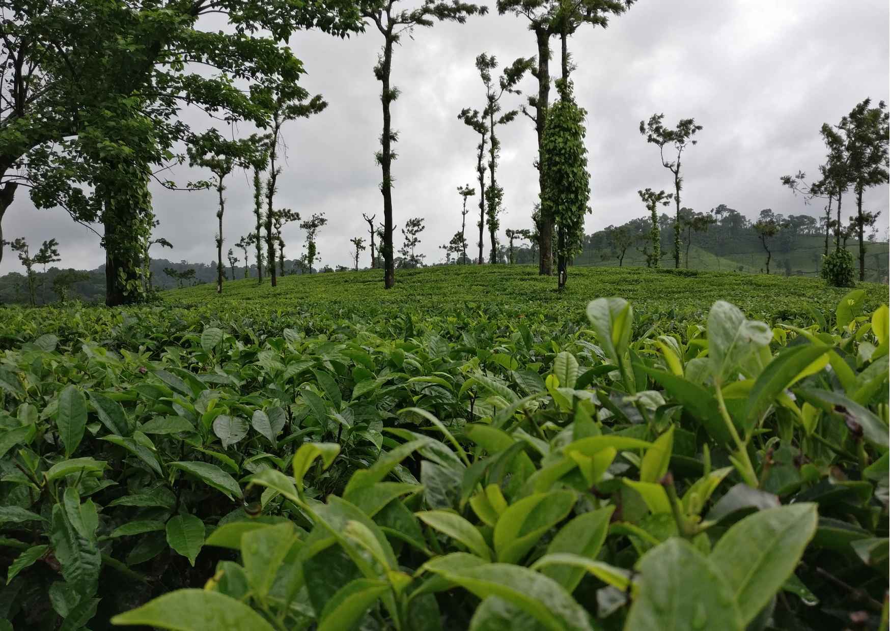 Day Trip to Coorg (Guided Sightseeing Tour by Car from Mysore) - Photo 8