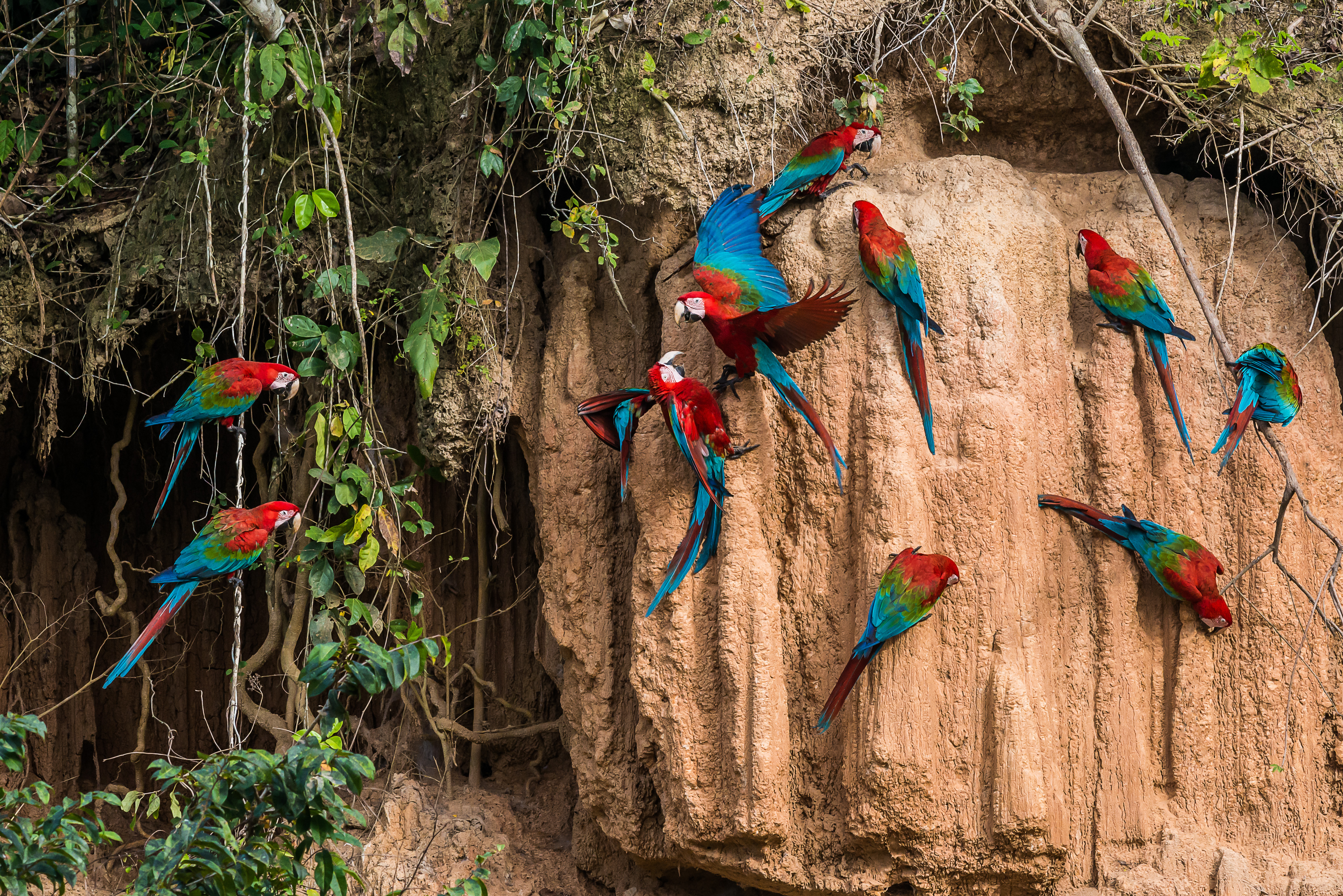 Pmal-04 : Macaw Büyüsü: Tambopata'nın Killi Yalağında 3 Gün