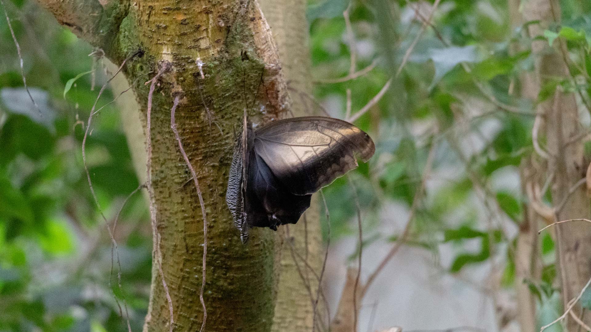 Alghero: visit to the Butterfly House - Photo 18