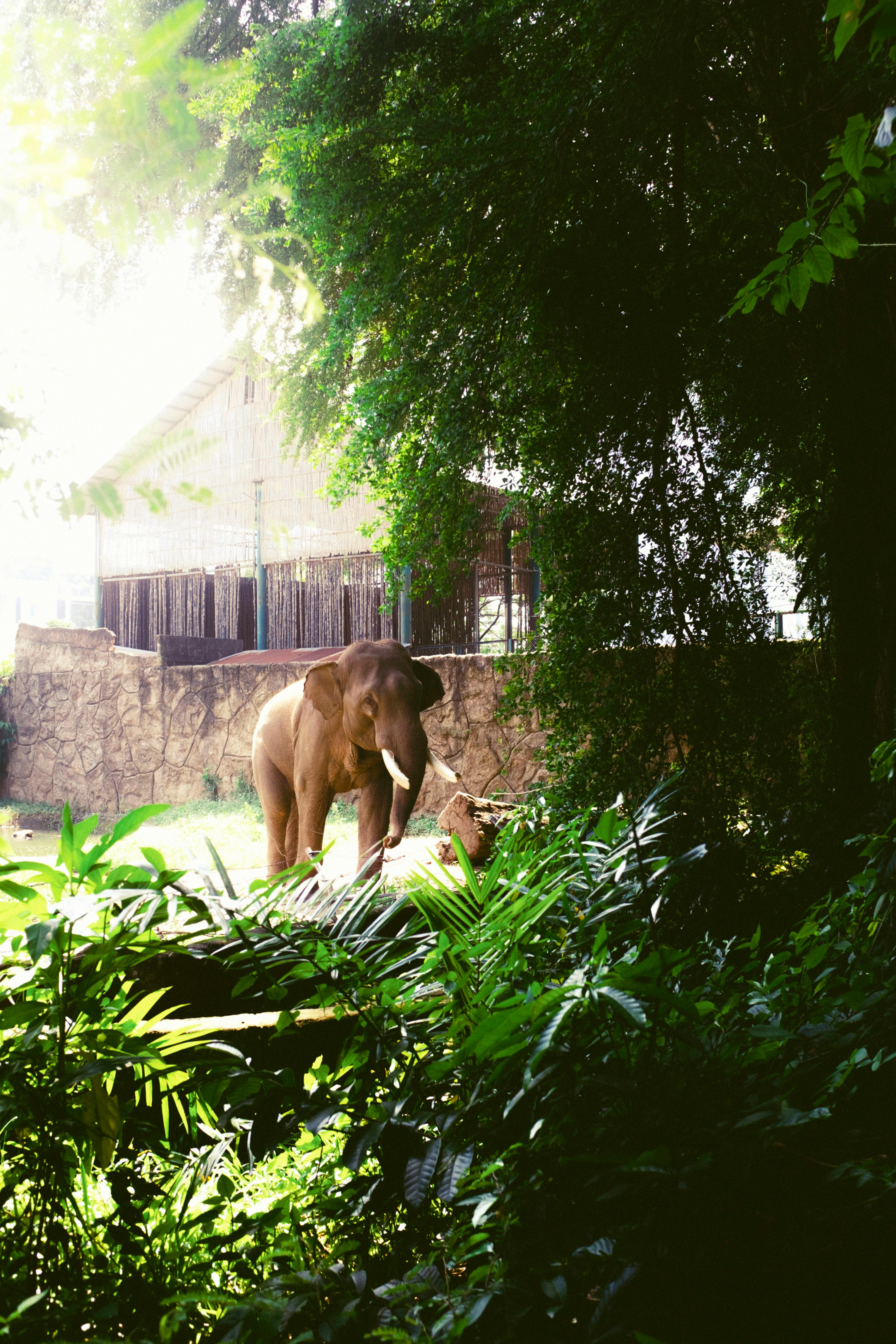 Phuket Elephant Sanctuary Tour – Image 2 | WeShare