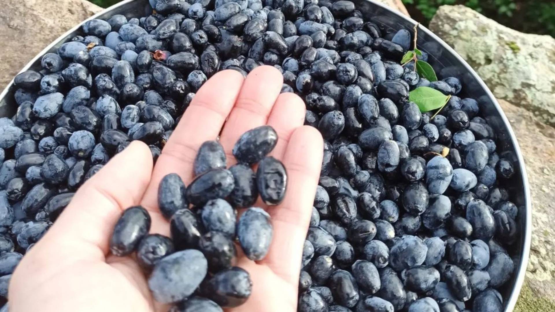 Olbia: visit a myrtle-making factory with tasting - Photo 6