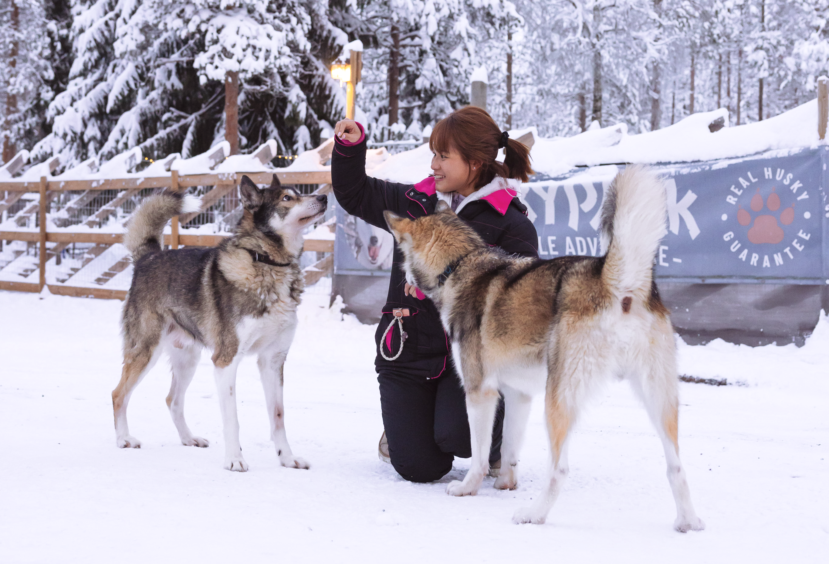 Husky Meet and Greet – Image 1 | WeShare