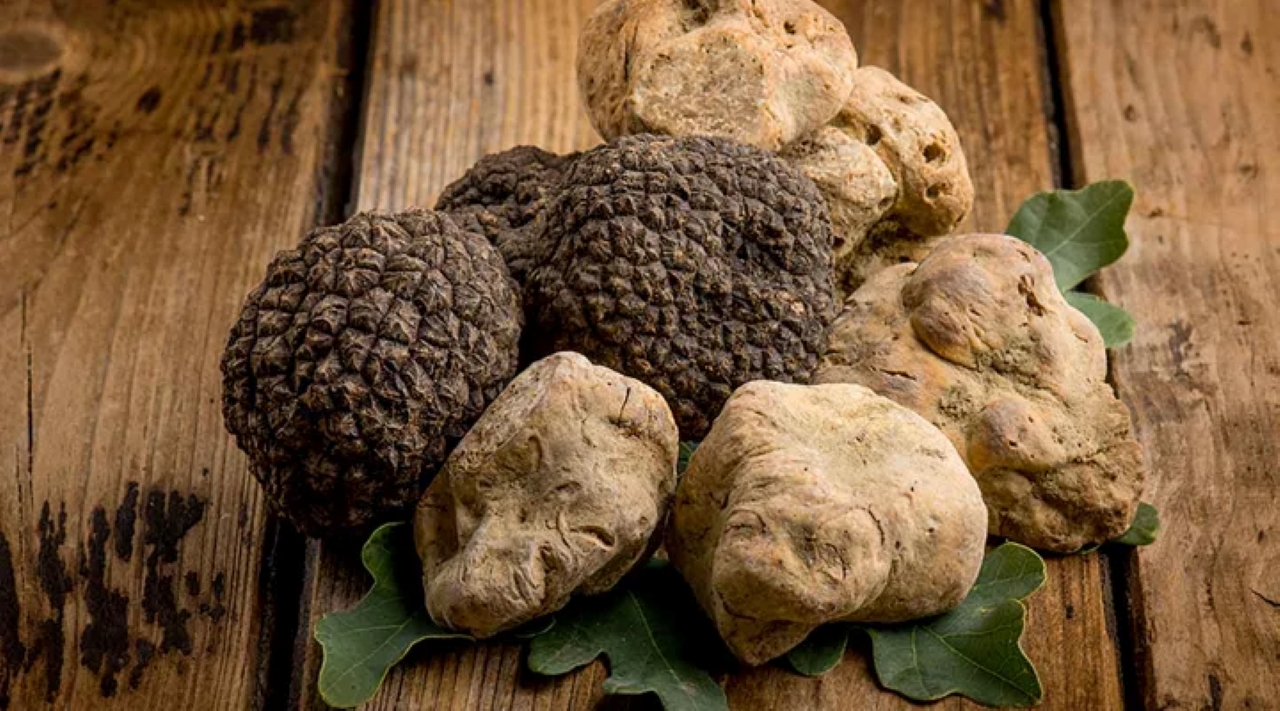 Truffle Experience at Frantoio Buonamici in Fiesole - Photo 16