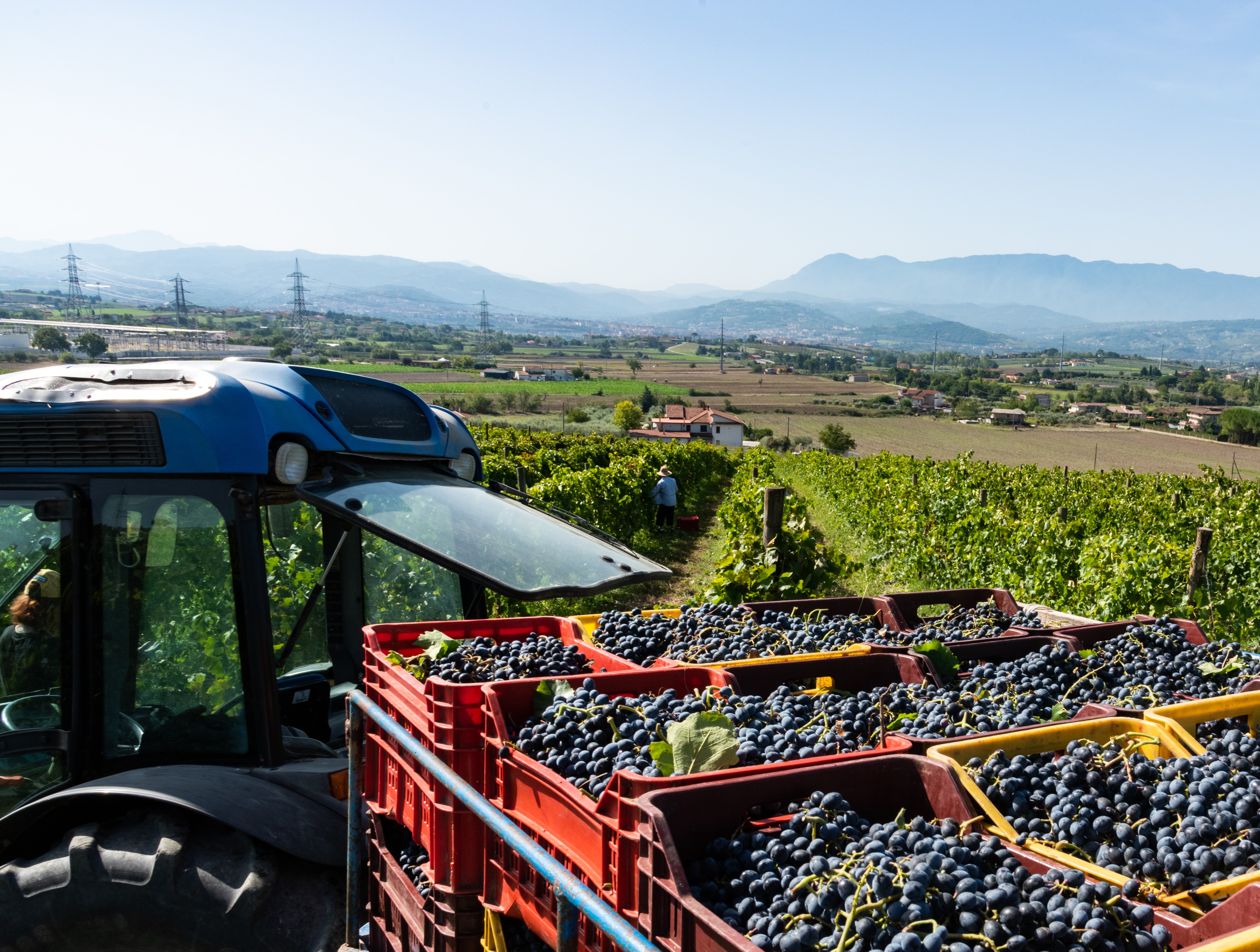 Benevento: picnic among the olive groves of Sannio and tour of the vineyard - Photo 8