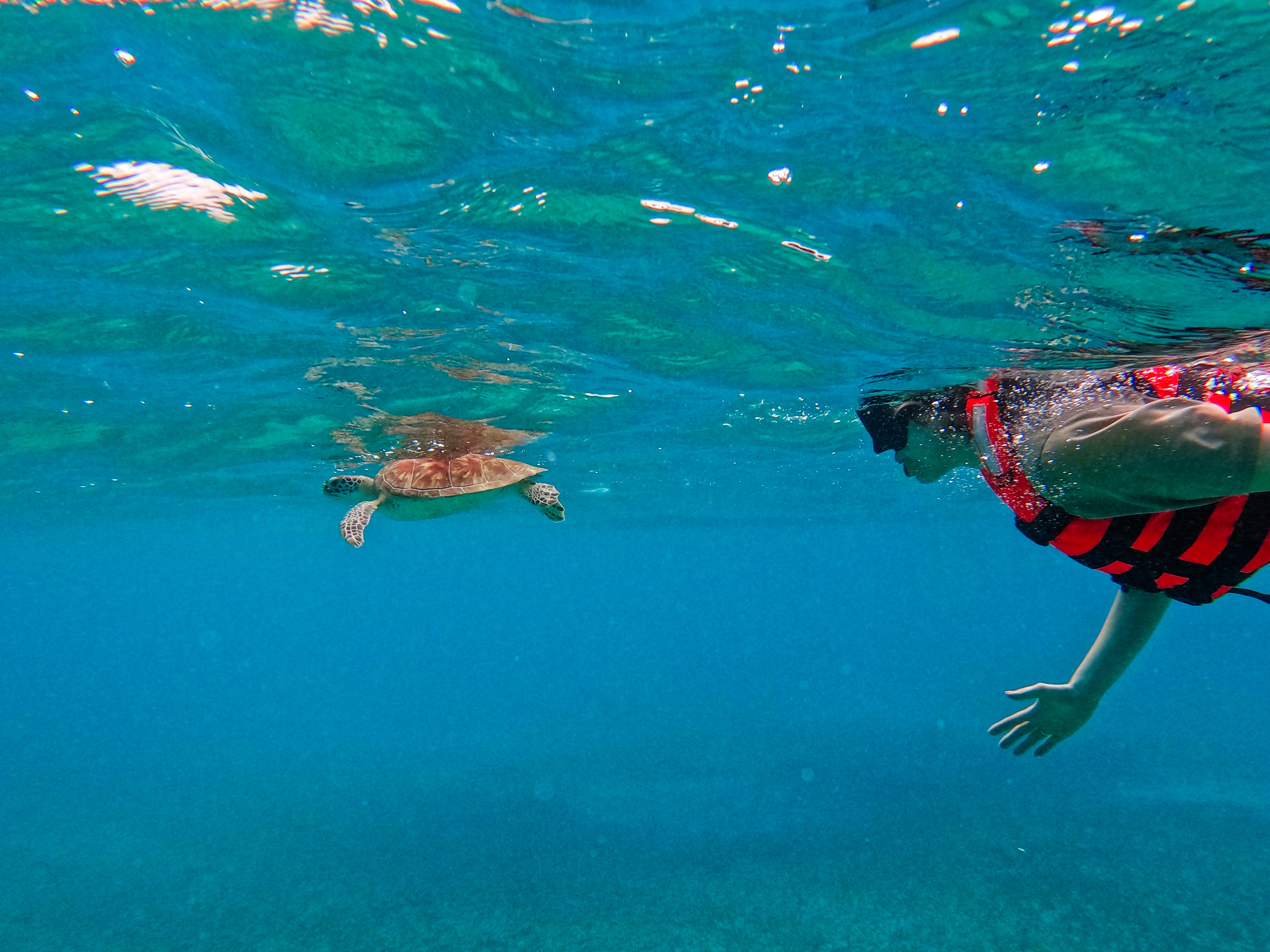1.5 hours Snorkeling at Tulum's paradise reef — 21/92