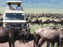 8 días de safari africano por Masai Mara, lago Manyara, Ngorongoro y Serengeti