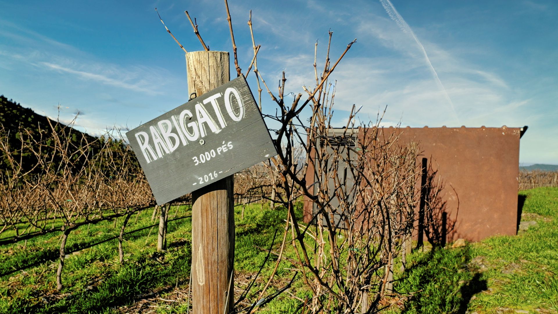 Douro Valley Small Group Tour with Wine Tastings, Lunch and River Cruise  - Photo 39