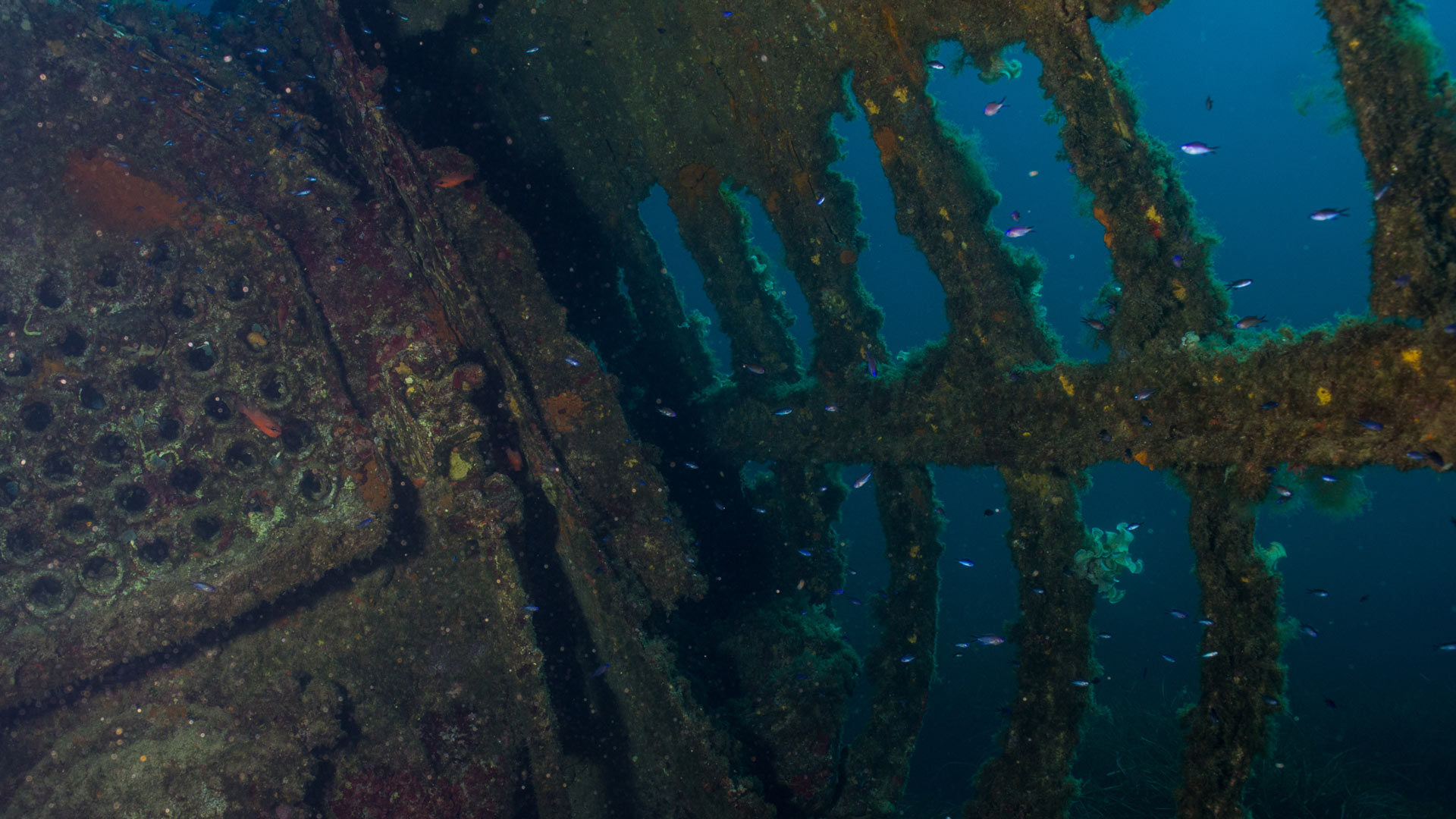 Bosa: diving baptism - Photo 25