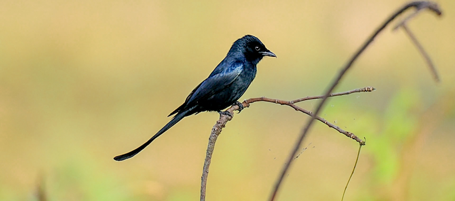  Birdwatching walk on Mannar Island