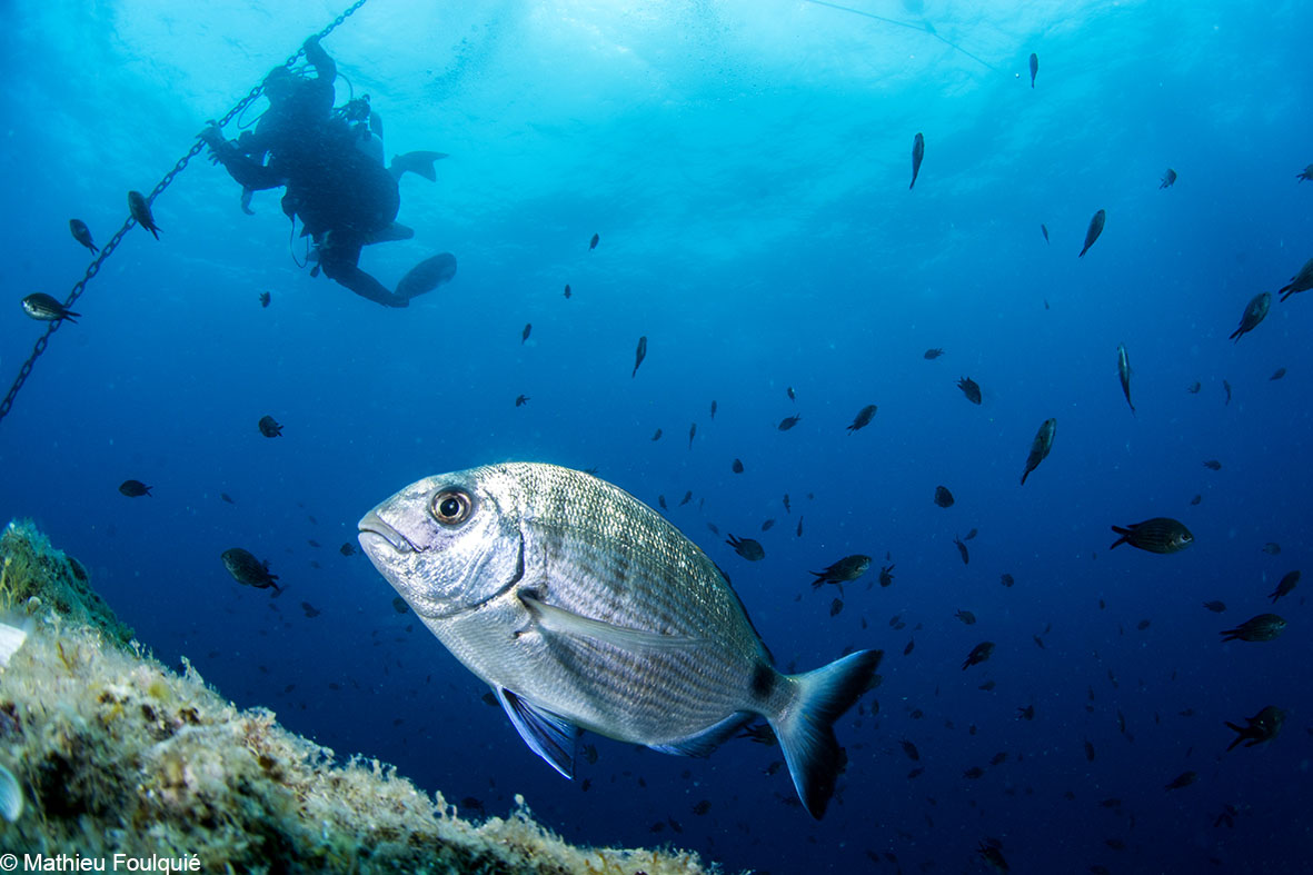 PADI Open Water Diver - First diving title - Photo 8