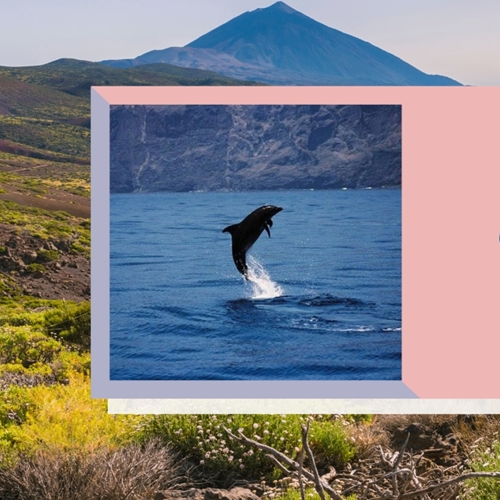 Teide y Delfines, un día mágico! - Photo 6
