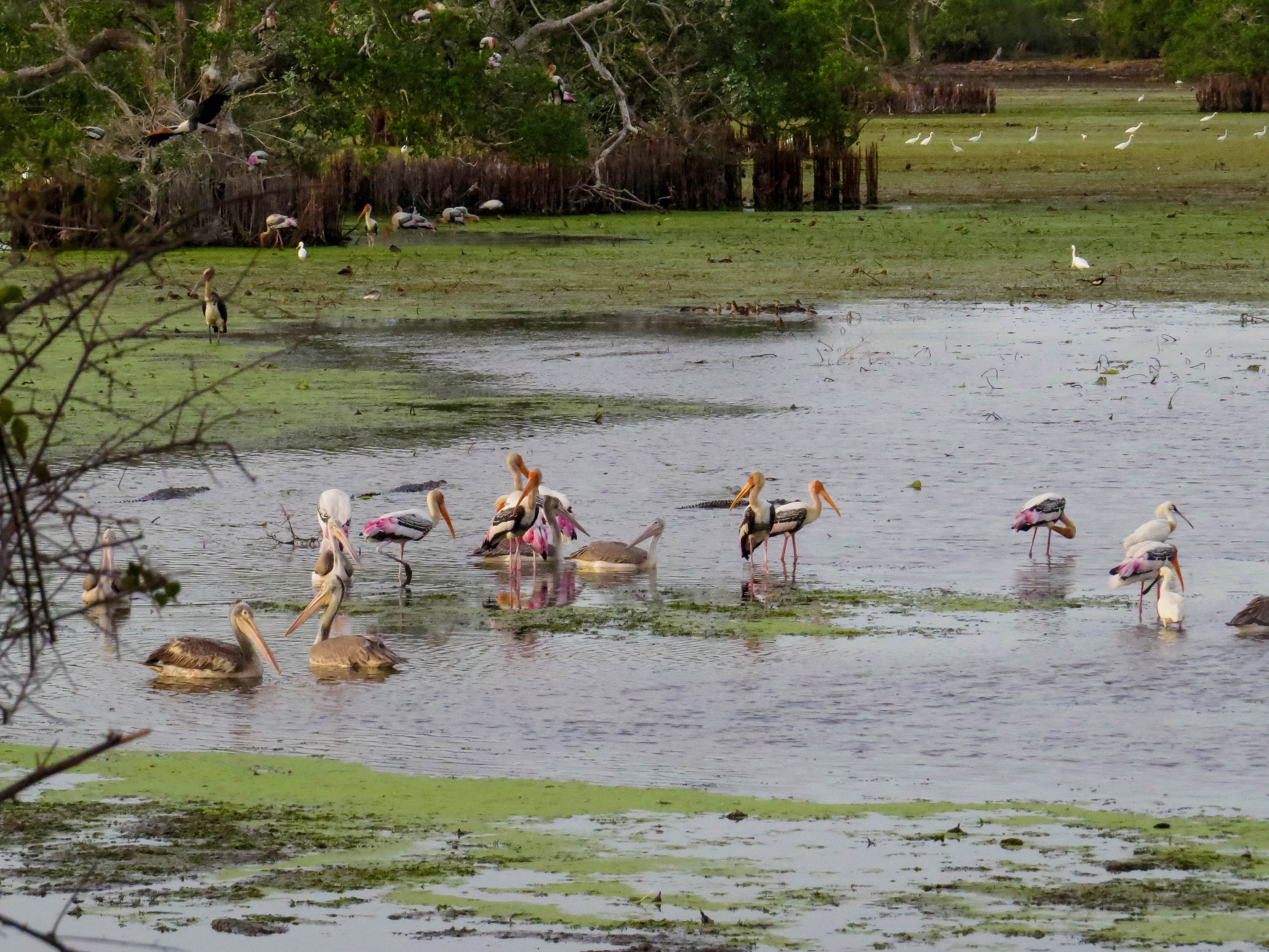 Kumana National Park Private Safari with Naturalist including Jeep
