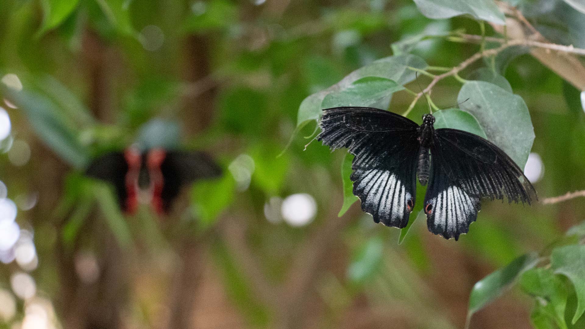 Alghero: visit to the Butterfly House - Photo 23