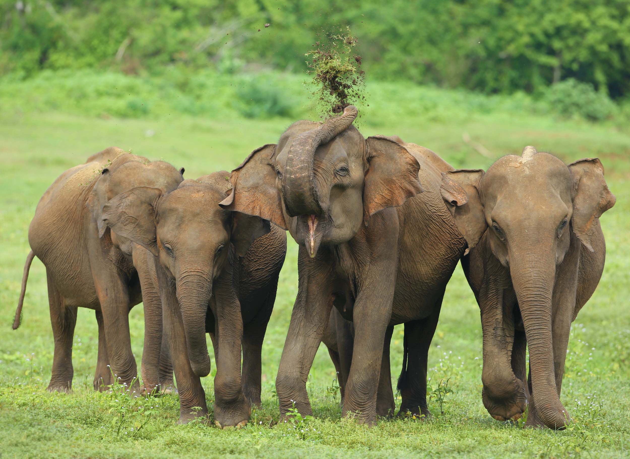 Elephant Explorer Tour from Udawalawe