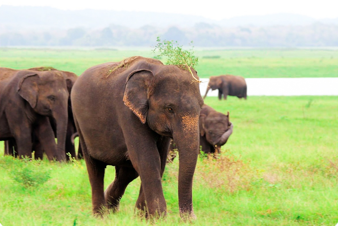 Kaudulla National Park Private Safari with Naturalist