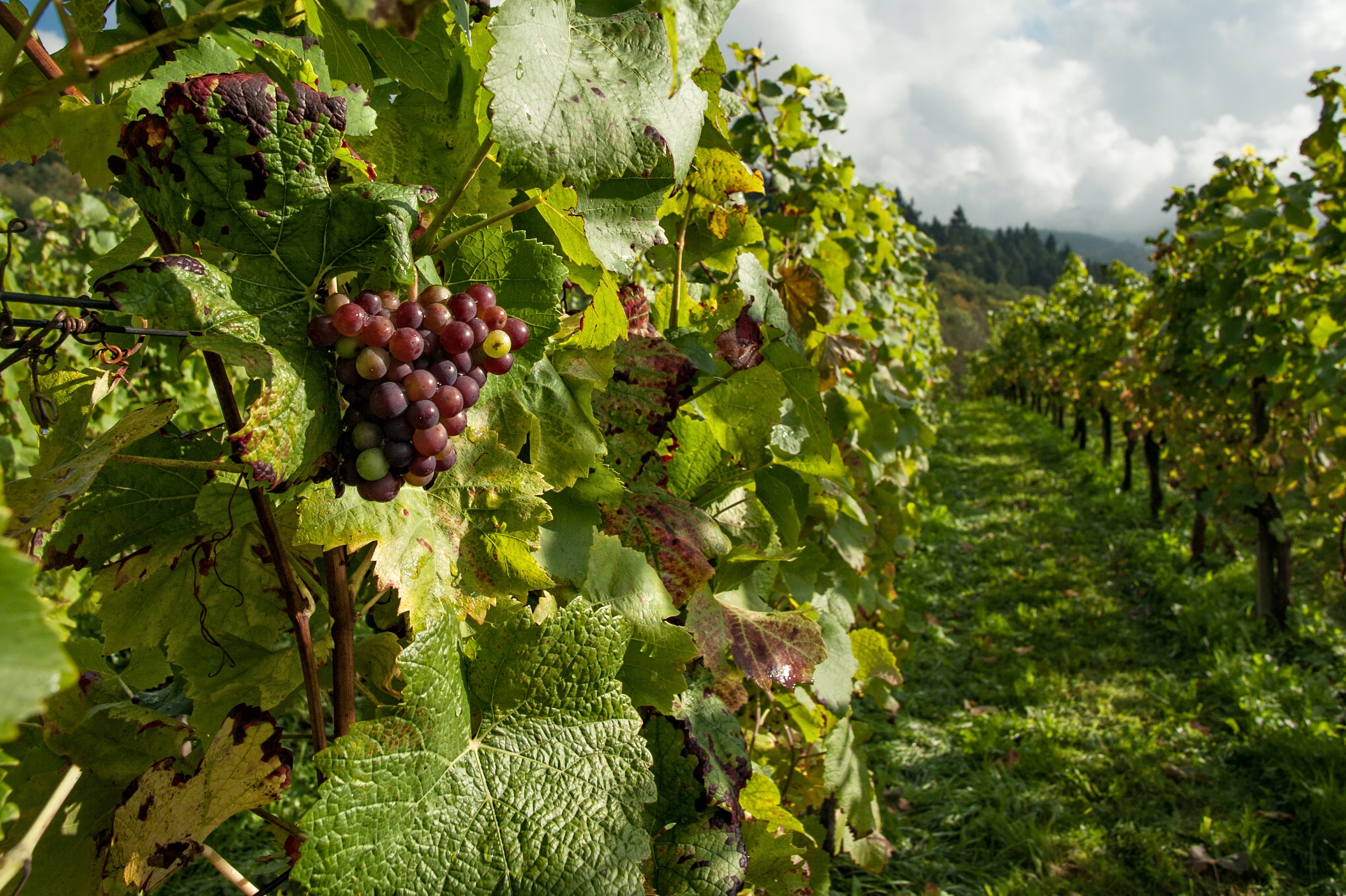 Private Full Day Tour to Chianti area, with wine tasting  - Photo 5