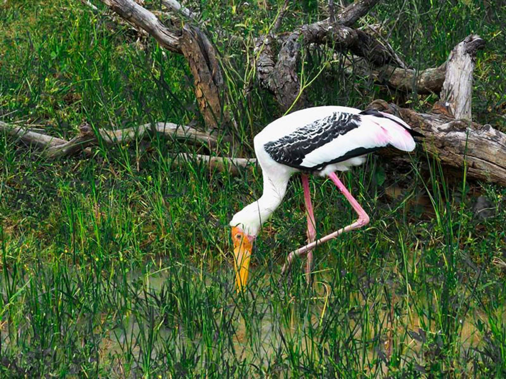 Lahugala Kitulana National Park  Private Safari
