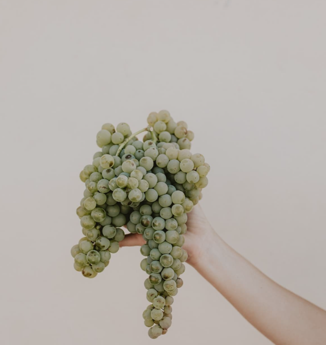 Marche Wines: Explore the Richness of Local Flavors - Photo 7