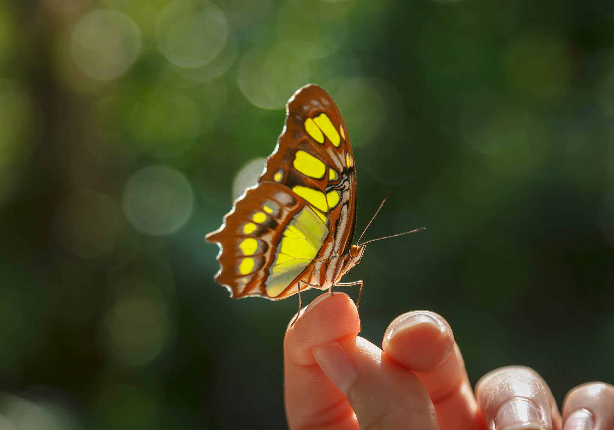 Zanzíbar: adéntrese en el paraíso de las mariposas de Zanzíbar - Foto 2