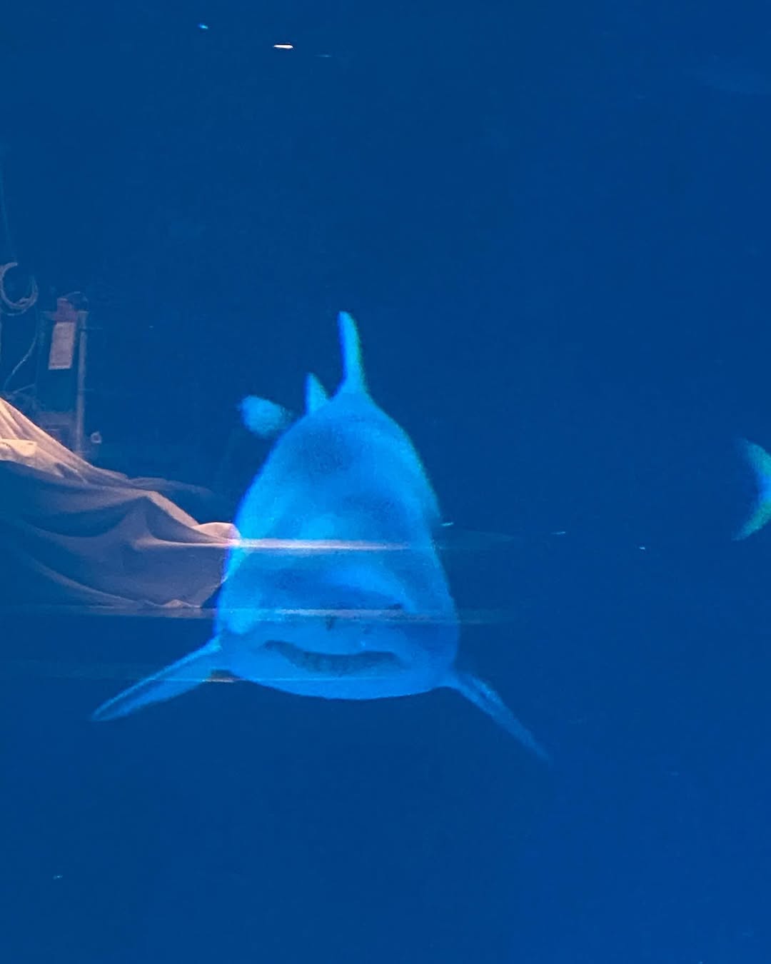 Aquaria Phuket Aquarium Visit – Image 4 | WeShare