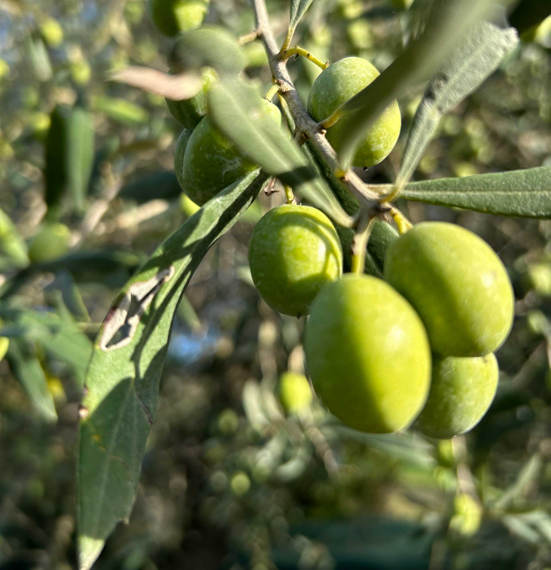 Oristano: visit a farm with oil tasting - Photo 6