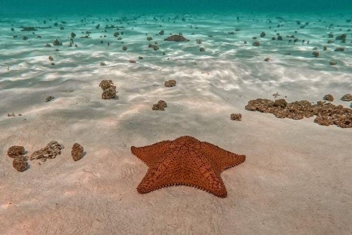 Excursión a Cozumel desde Cancún transporte incluido 3