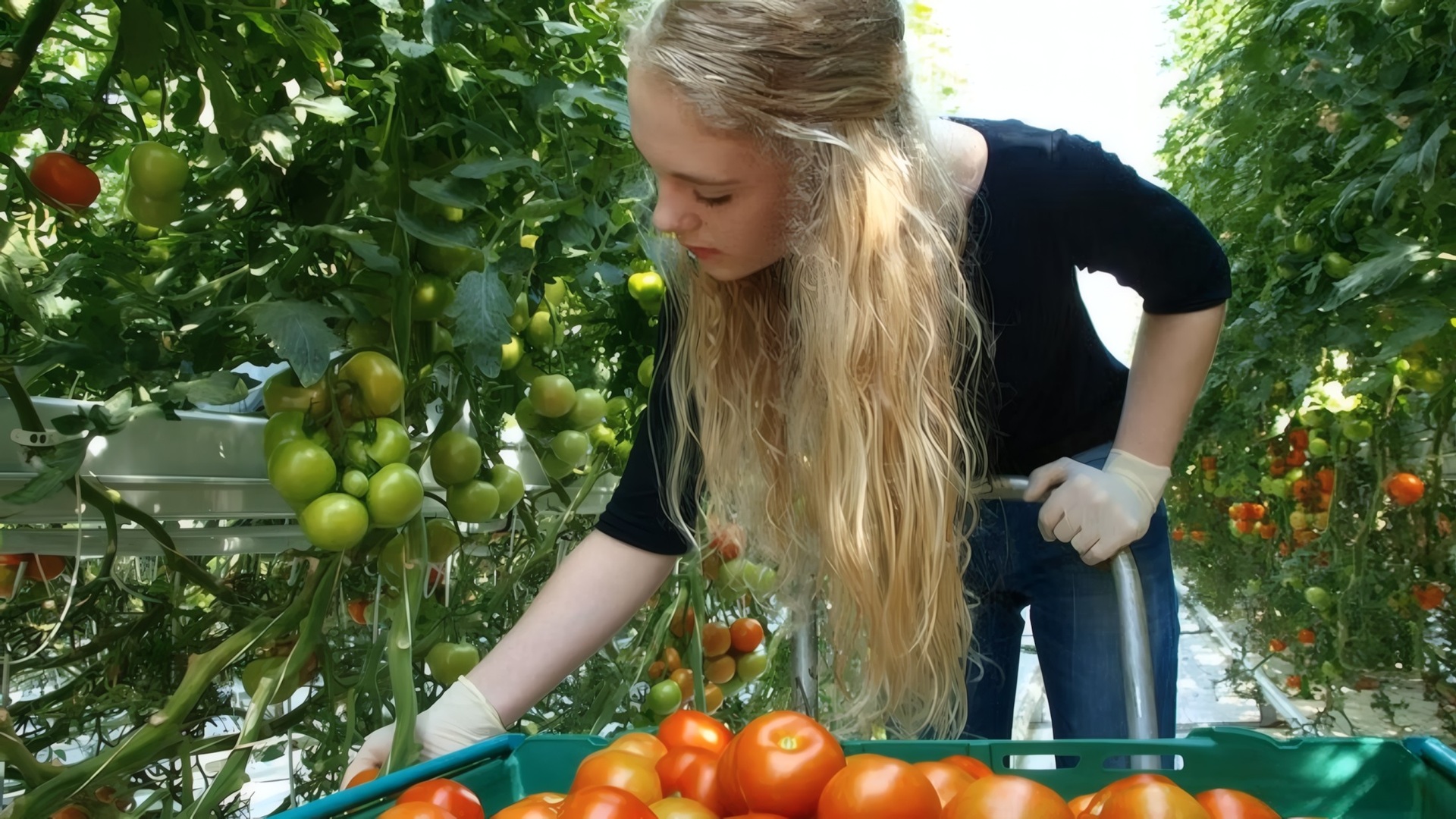 Golden Circle Day Tour with Friðheimar Farm - photo 3