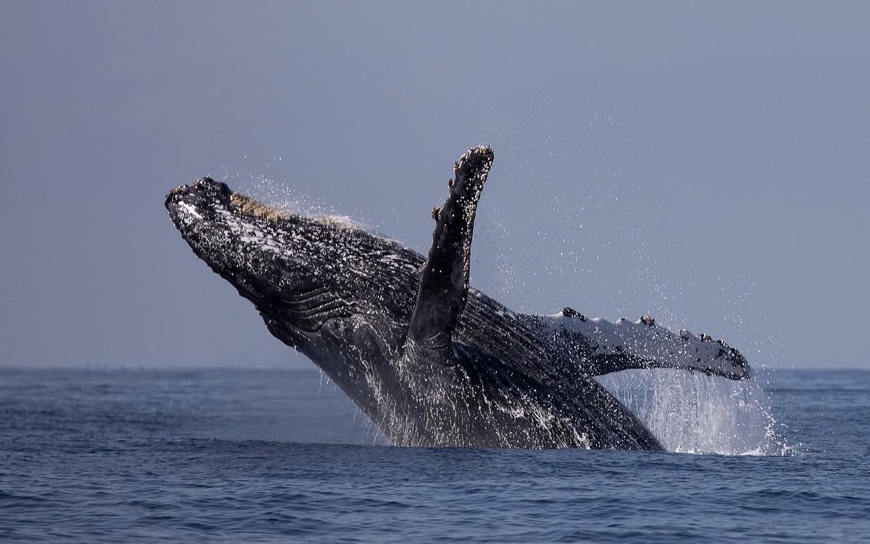 Experiencia de avistamiento de ballenas