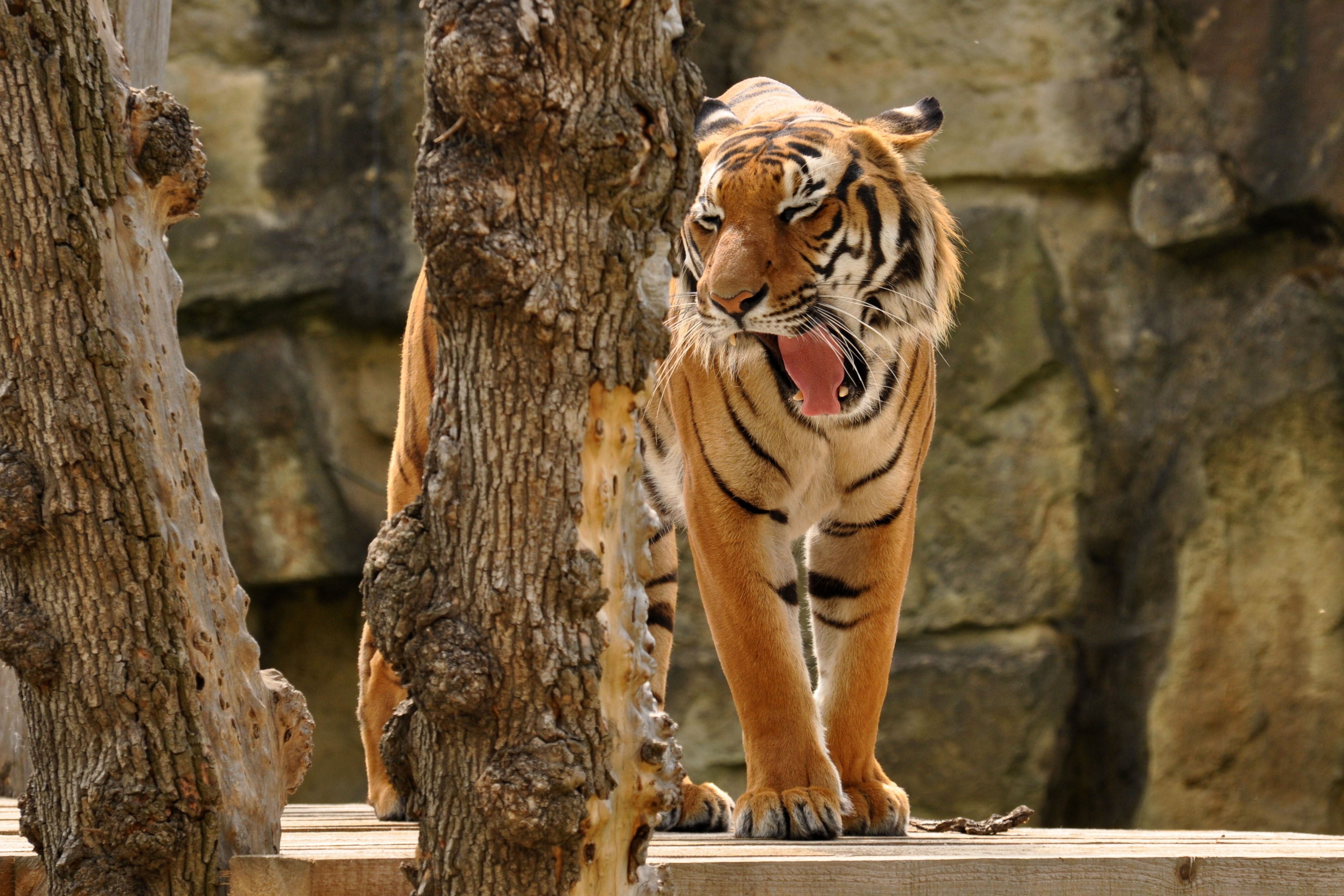 Boat to the ZOO with English Guide