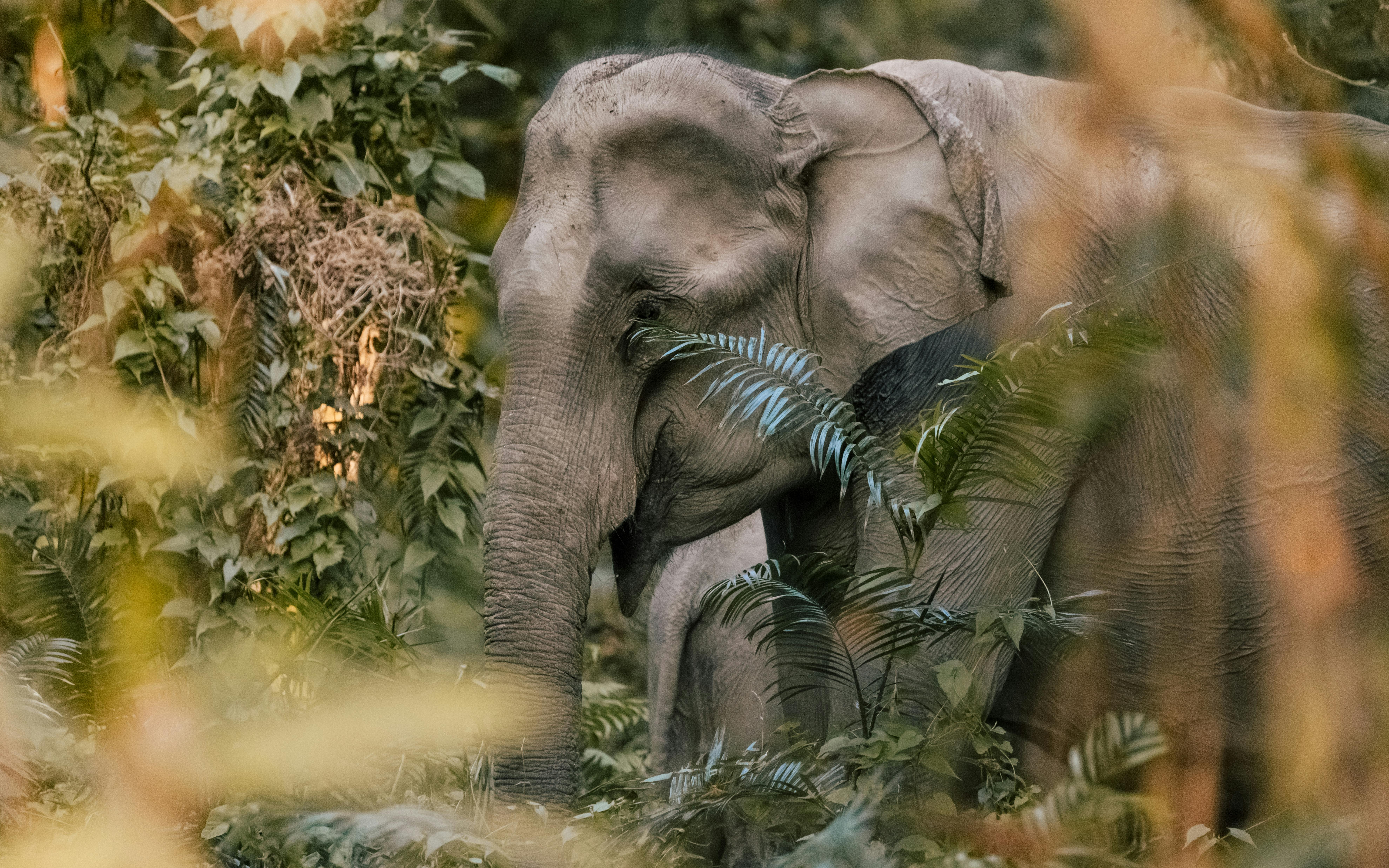 Phuket Elephant Sanctuary Tour – Image 1 | WeShare