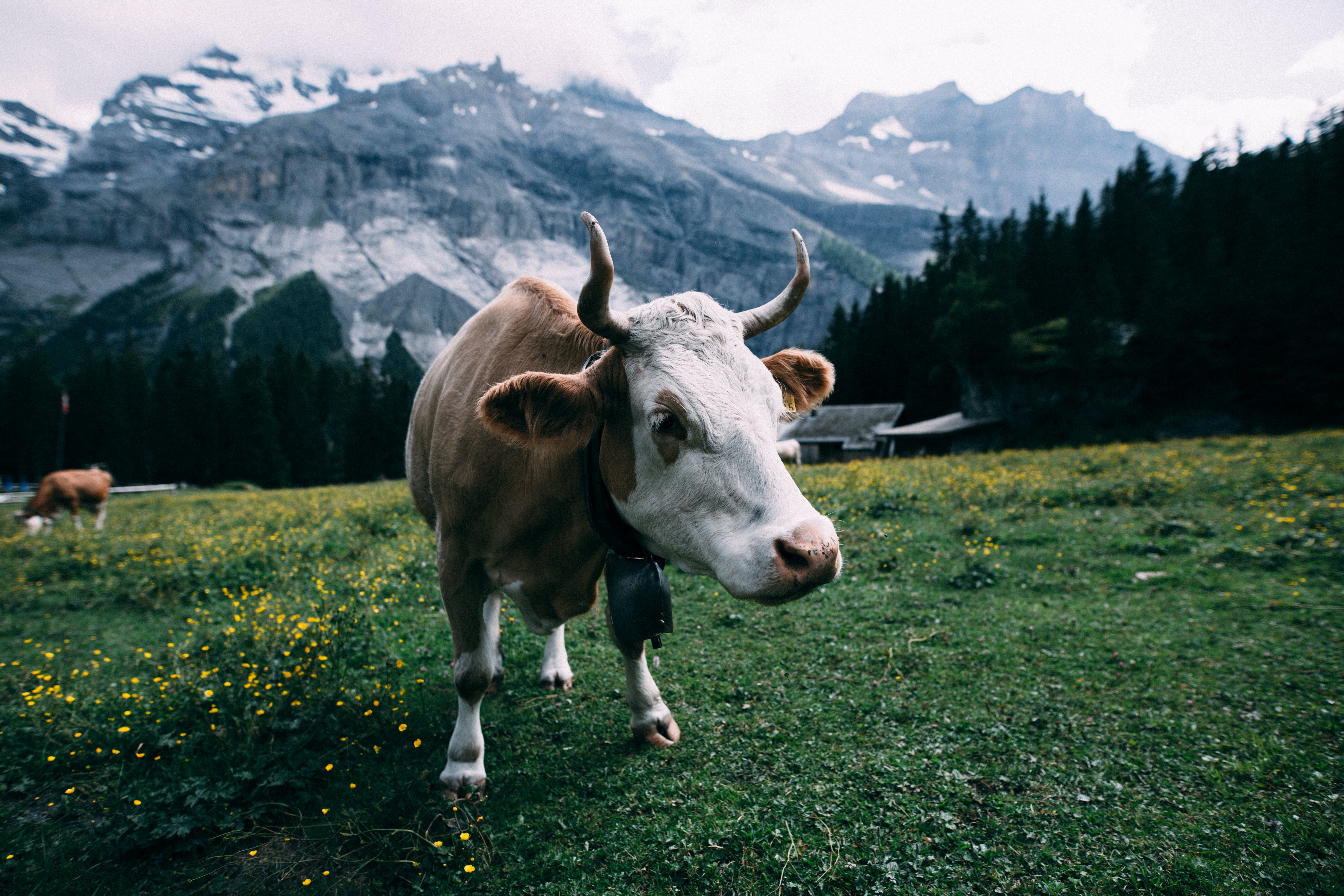 Swiss-Paris Private Van Tours – 07 Nights / 08 Days