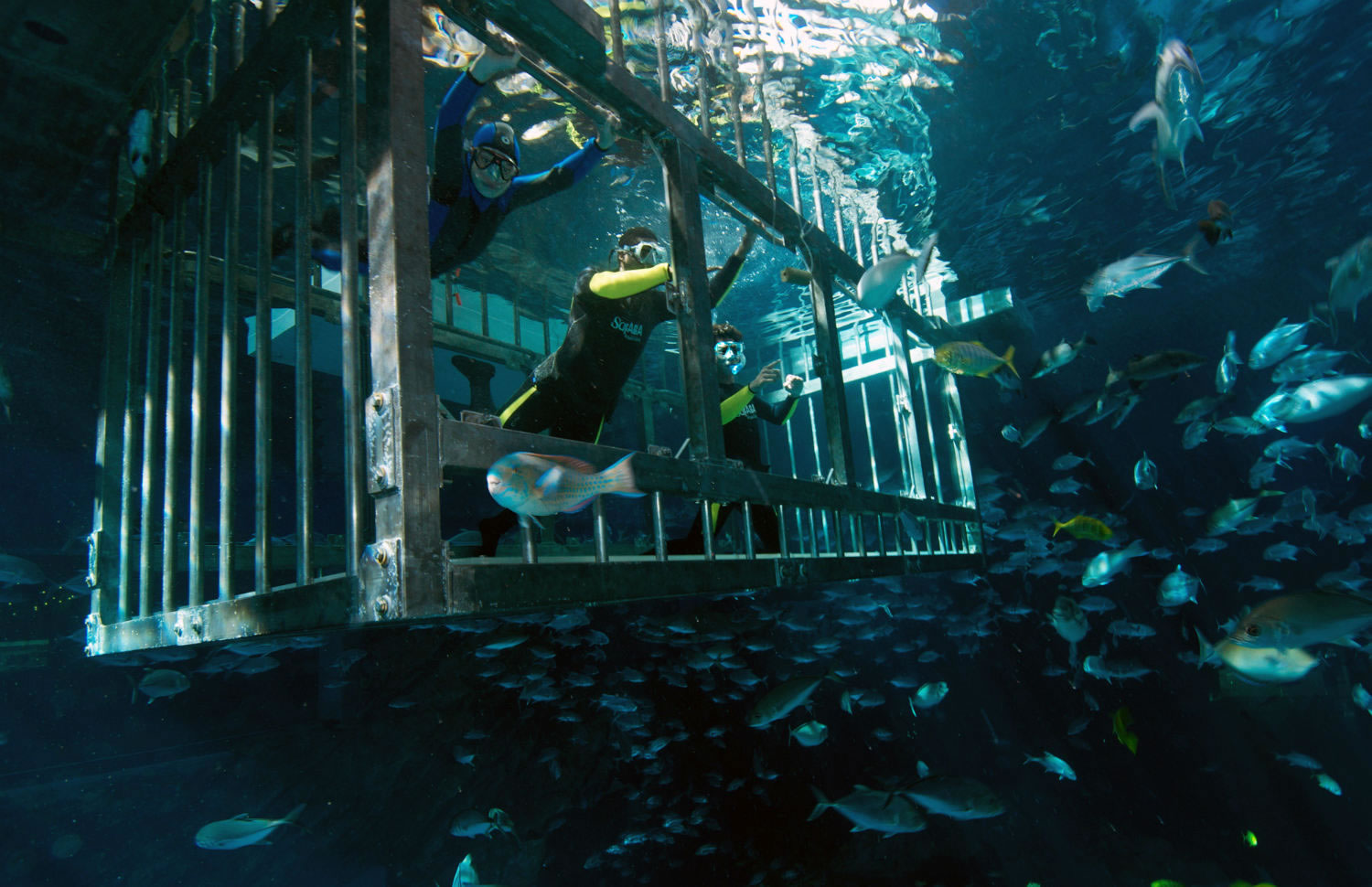 Cage Snorkeling – Image 3 | WeShare